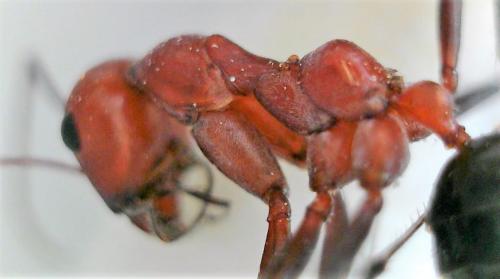 Réf. 225 642 : Cataglyphis nodus